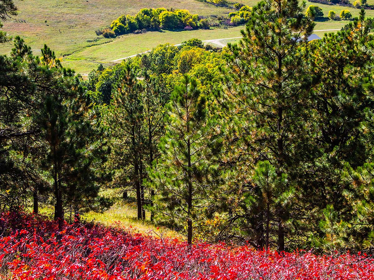 Trees and plants at Spearfish Mountain Ranch.