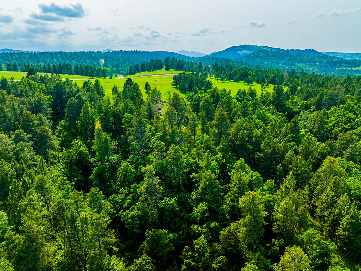 Field of trees in the Black Hills.
