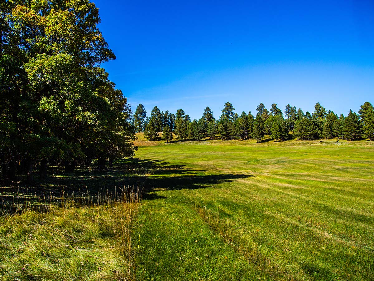 Green field with spruce trees at Spearfish Mountain Ranch.