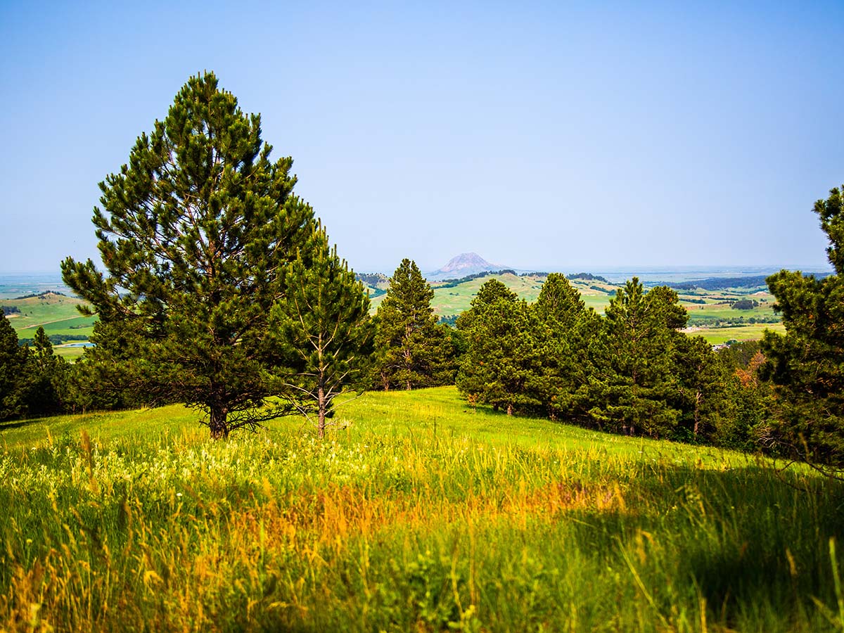 Large mountain trees at Spearfish Mountain Ranch.