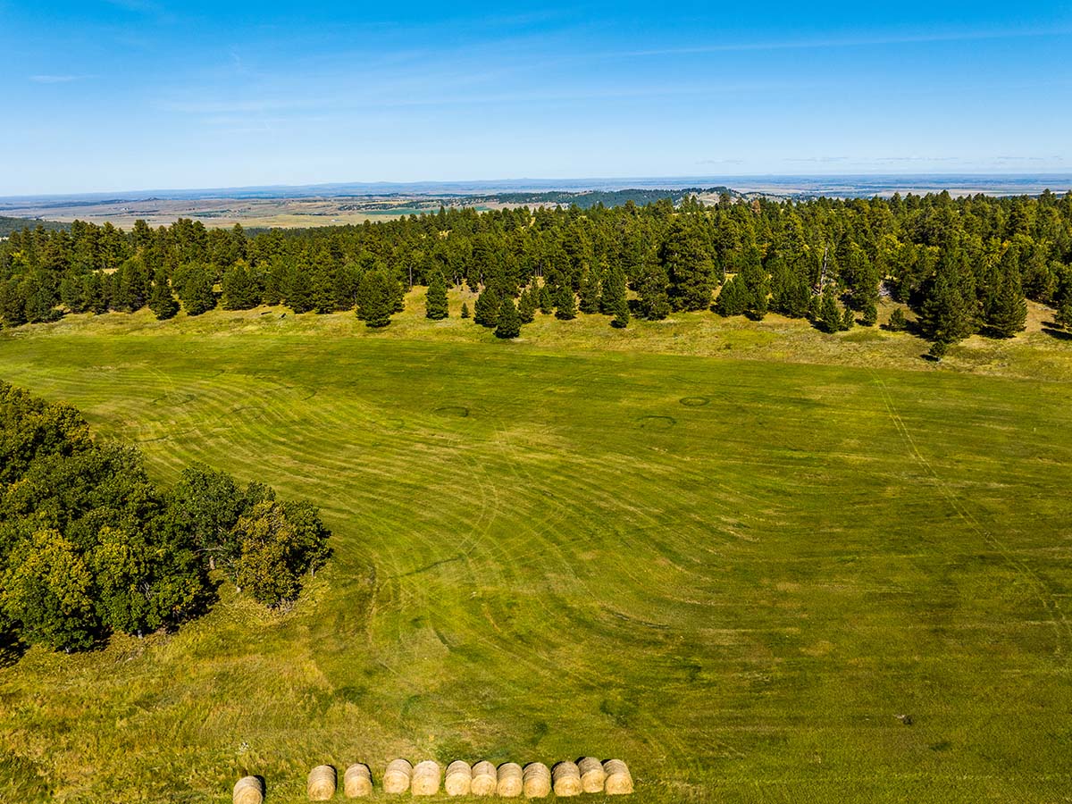 Open field with trees at Spearfish Mountain Ranch.
