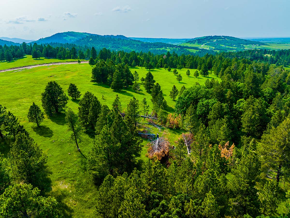Green fields with trees at Spearfish Mountain Ranch.